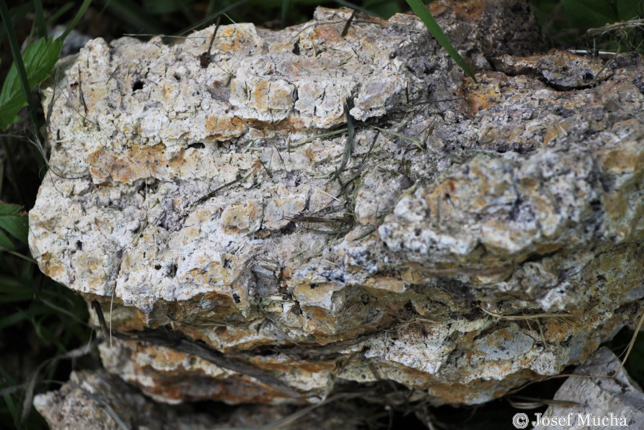 Tuchořice - sladkovodní vápence - lom - detail vápence