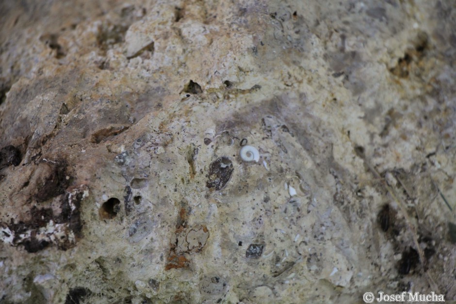 Tuchořice - sladkovodní vápence - lom - detail vápence s fosíliemi suchozemských plžů