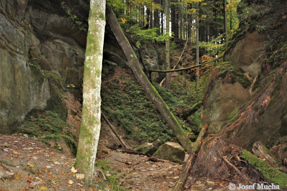 Pivnická rokle - úzký kaňon v druhohorních pískovcích a slínovcích - cesta je často zatarasena spadlými stromy
