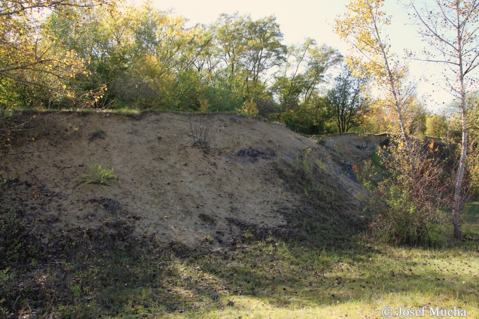 Skalka u Velimi - uloženiny světlých prachovitých slínovců (až 3.4 m) s četnými zbytky spongií (živočišných hub)