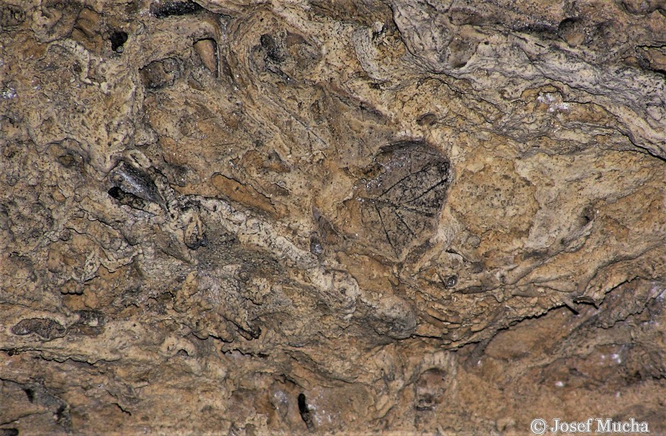 Svatý Jan pod Skalou - detail z jeskyně pod kostelem sv.Jana - otisk listu