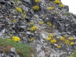 Hrádek Oltářík - zdivo z tefritu (čediče) na sloupcové odlučnosti - trsy žluté Tařice skalní