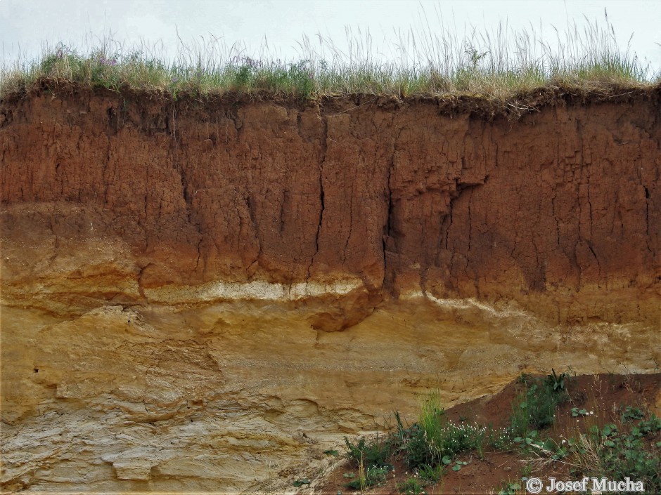 Pískovna Běleč u Karlštejna - třetihorní vrstvy písků a jílů s kvartérním pokryvem sprašemi - eolické (váté) sedimenty