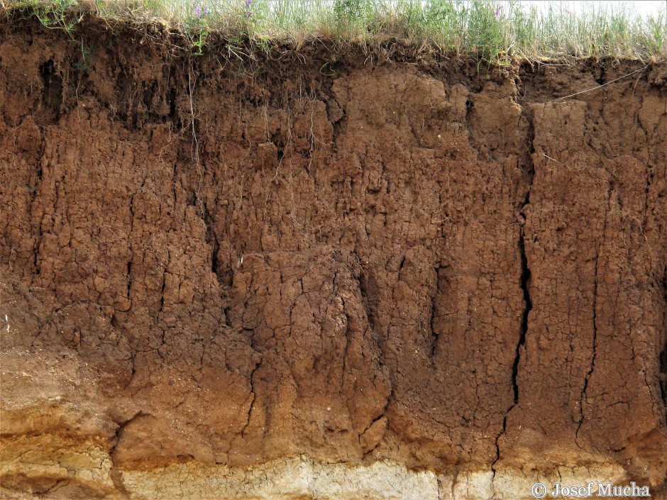 Pískovna Běleč u Karlštejna - třetihorní vrstvy písků a jílů s kvartérním pokryvem sprašemi - eolické (váté) sedimenty