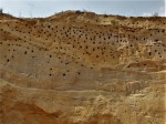 Pískovna Běleč u Karlštejna - otvory hnízd břehule říční ve vrstvách písků - "ptačí panelák"