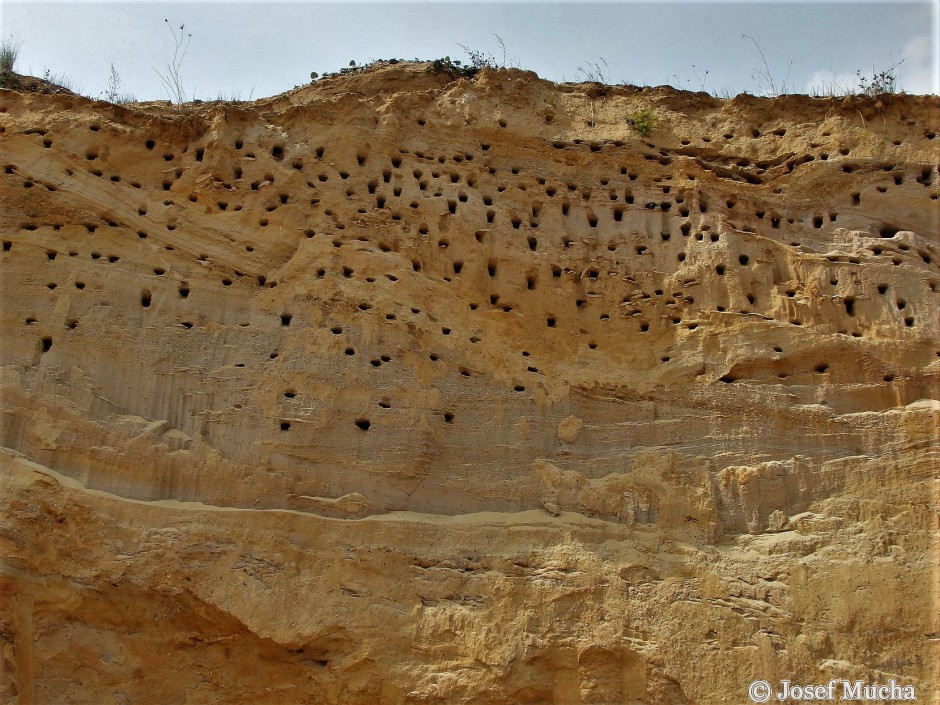 Pískovna Běleč u Karlštejna - otvory hnízd břehule říční ve vrstvách písků - "ptačí panelák"