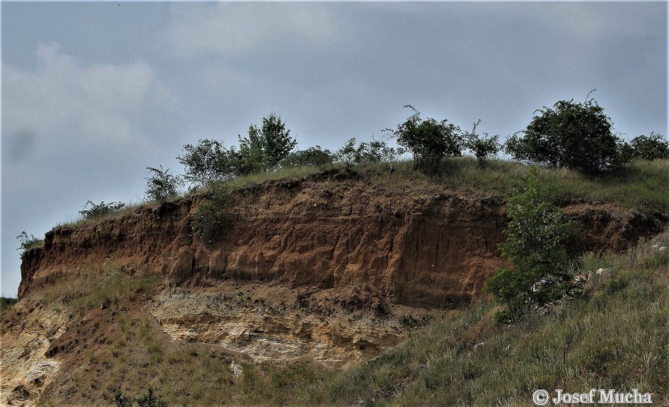 Pískovna Běleč u Karlštejna - třetihorní (miocén 23 - 5 mil.let) vrstvy písků a jílů s kvartérním pokryvem  (glaciální spraše)