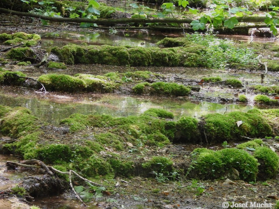 Kodské kaskády - pěnovec je usazený porézní, sladkovodní vápenec