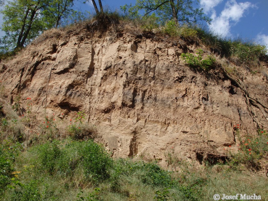 Sprašová rokle Zeměchy - výška stěn až 19 metrů, mírně patrná zahliněná vrstva z období interglaciálu