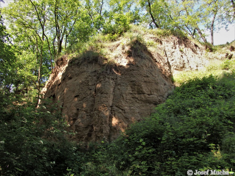 Sprašová rokle Zeměchy - vznik před 400 až 500 roky přívalovými dešti