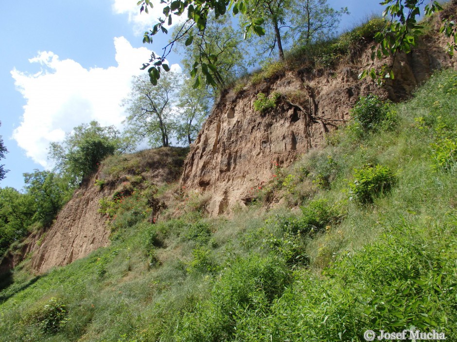 Sprašová rokle Zeměchy - eolické sedimenty posledních dvou glaciálů - uloženo za posledních 200 tisíc let