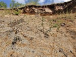 Vinařická hora - vrstva pyroklastik s xenolity, nahoře lávový proud