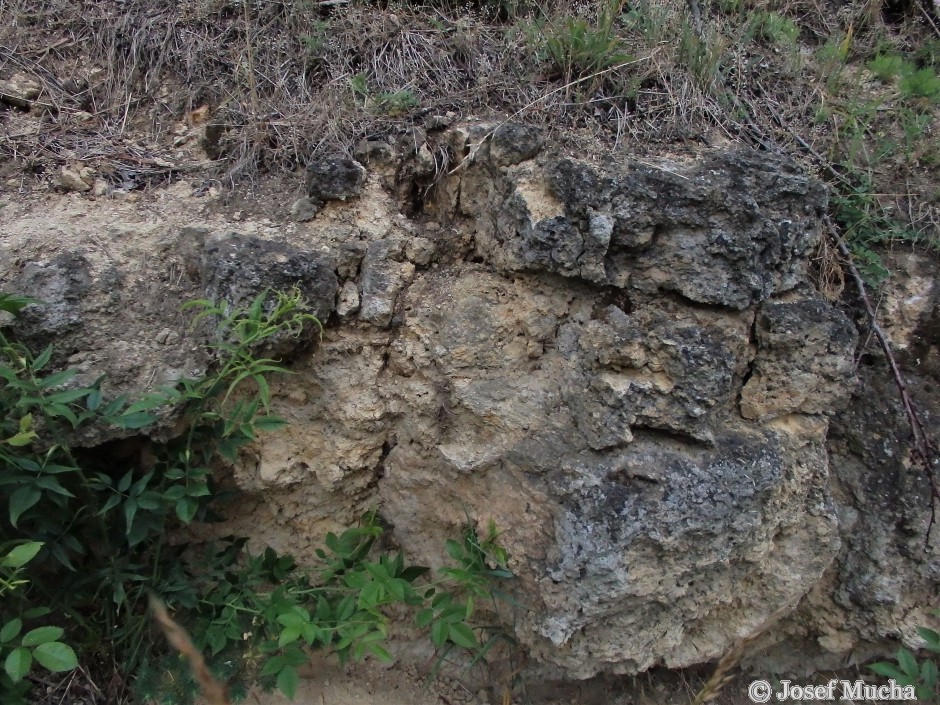 Tuchořice - sladkovodní vápence - travertinová kupa s fosíliemi obratlovců