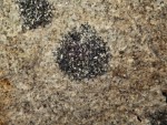 PP Skalka - turmalínová slunce, na lomových plochách shluky turmalínu v podobě malých černých sluncí - detail