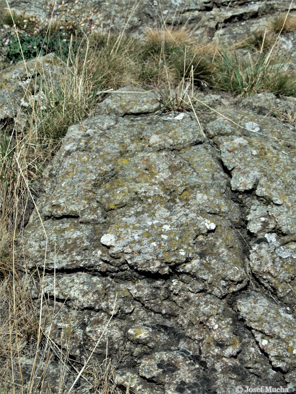 Tři Křížky - hornina  hadec - metamorfovaná výlevná hornina z oceánských hřbetů - detail horniny