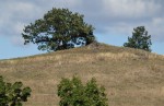 Kopeč u Odolene Vody - kuželovité vrcholky tvoří malý hřbet - skalky čediče (třetihorního nefelinitu - stáří hornin cca 20 mil.let)