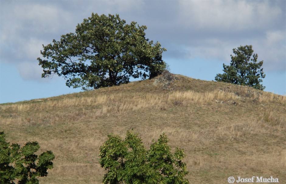 Kopeč u Odolene Vody - kuželovité vrcholky tvoří malý hřbet - skalky čediče (třetihorního nefelinitu - stáří hornin cca 20 mil.let)