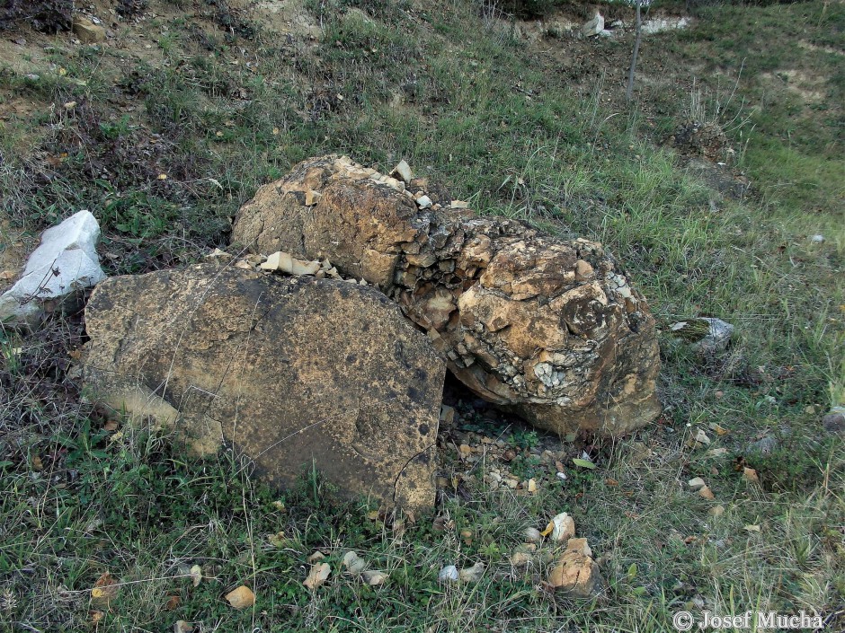 Písečný vrch u Bečova - vypreparované xenolity podložních hornin (slínovec - opuka) původně vytržené při mohutném freatomagmatickém výbuchu z podložních druhohorních křídových sedimentů