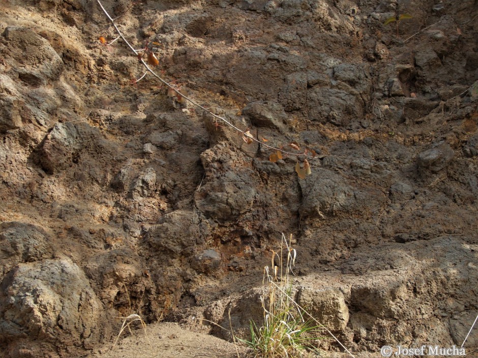 Vrch Homole - alterované bazalty, žlutobílošedé jílovité minerály vzniklé působením horké vody a páry při chladnutí po vulkanické erupci