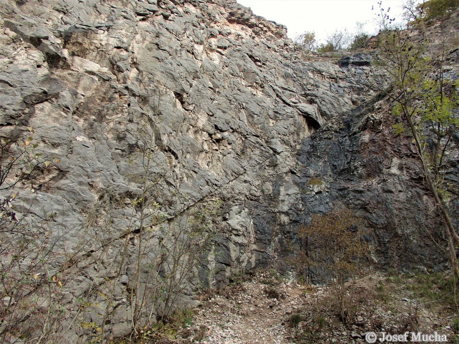 Lom V Kozle - tektonické zrcadlo - spodnodevonské vápence s tektonickou poruchou - možná i s tektonickým zrcadlem? Na linii poruchy došlo k významnému posuvu vápencových masivů.    