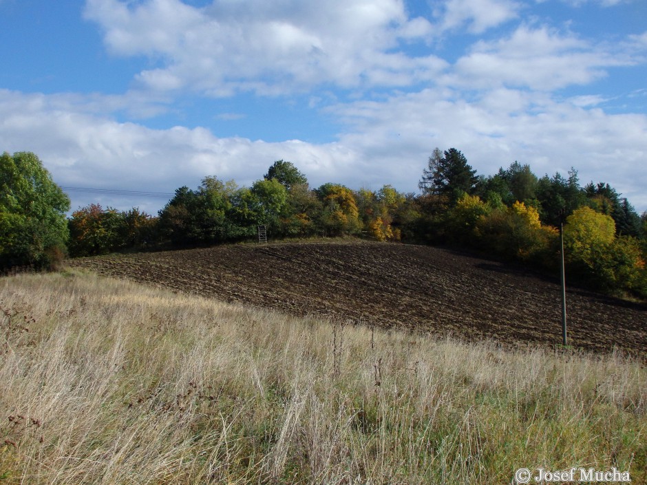 Linhorka - český granát (pyrop) - pohled na pahorek Linhorky od severozápadu