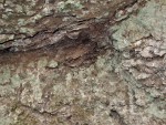 Příšovská homolka - vulkanické tufy se zbytky zkamenělých dřev - první erupce proběhla v již suchém lese pravděpodobně patisovců evropských