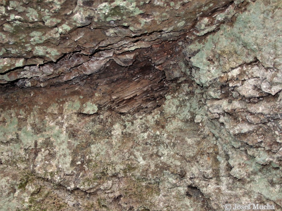 Příšovská homolka - vulkanické tufy se zbytky zkamenělých dřev - první erupce proběhla v již suchém lese pravděpodobně patisovců evropských