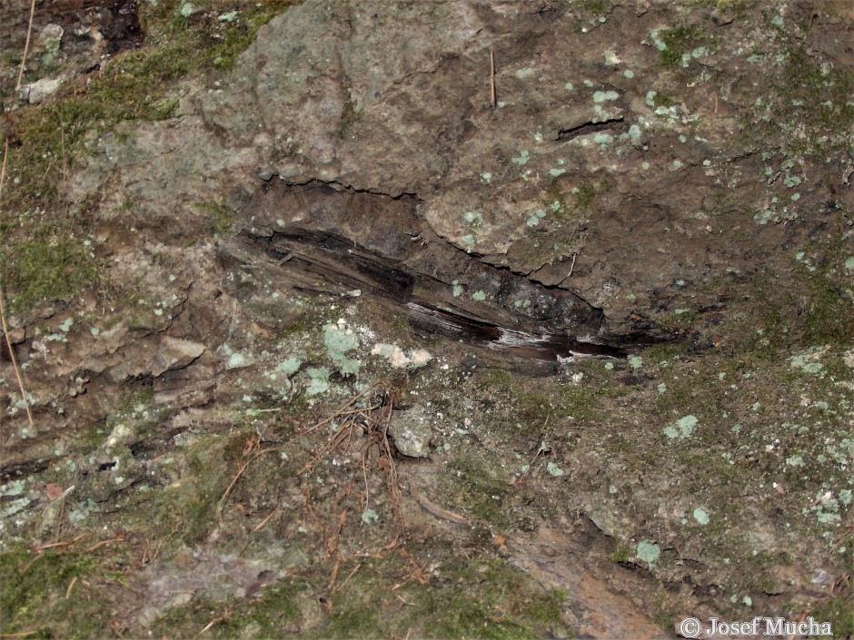 Příšovská homolka - vulkanické tufy se zbytky zkamenělých dřev - dají se nalézt na mnoha místech v tufu pod lávovými proudy