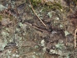 Příšovská homolka - vulkanické tufy se zbytky zkamenělých dřev - dají se nalézt na mnoha místech pod lávovými proudy