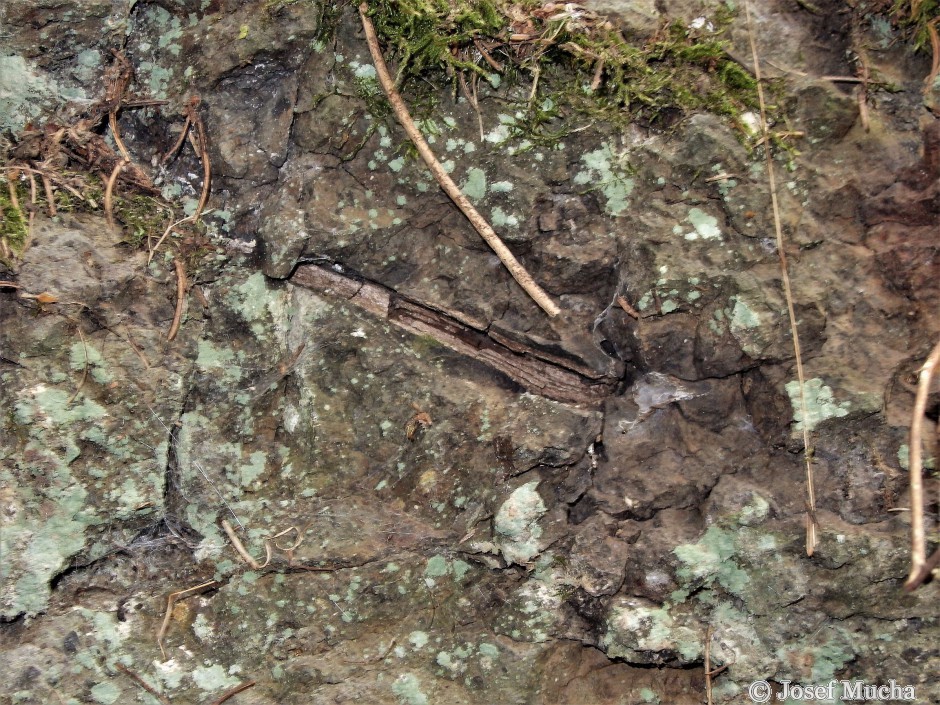 Příšovská homolka - vulkanické tufy se zbytky zkamenělých dřev - dají se nalézt na mnoha místech pod lávovými proudy