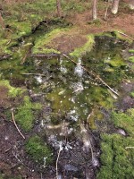 Smraďoch - rašeliniště s unikajícím CO2 a sirovodíkem