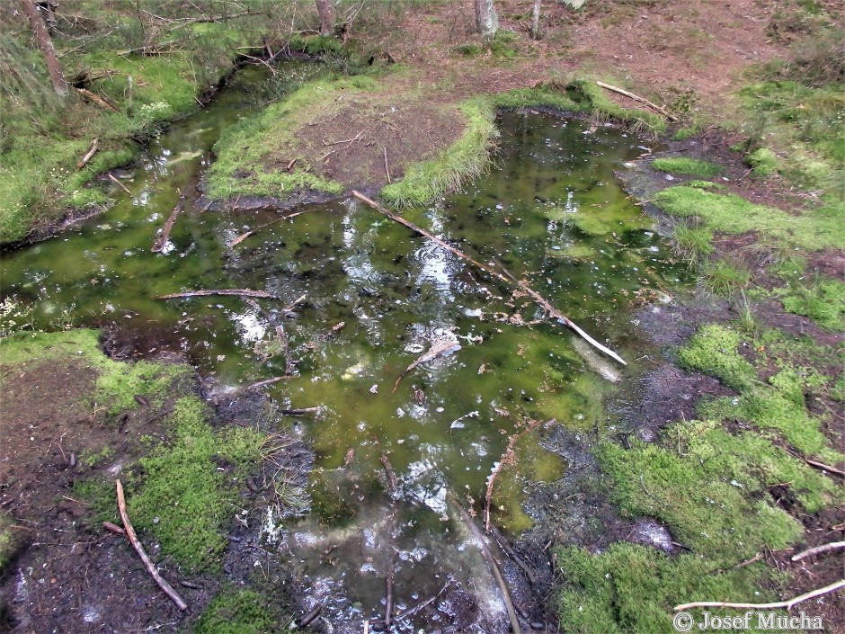 Smraďoch - rašeliniště s unikajícím CO2 a sirovodíkem na mariolázeňském zlomu