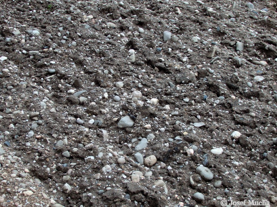 Kozelka u Manětína - rozvětralé karbonské slepence na poli pod Kozelkou