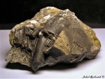 Lom Mušlovka - fosilní hlavonožci ve vápenci - foto Jakub Mysliveček