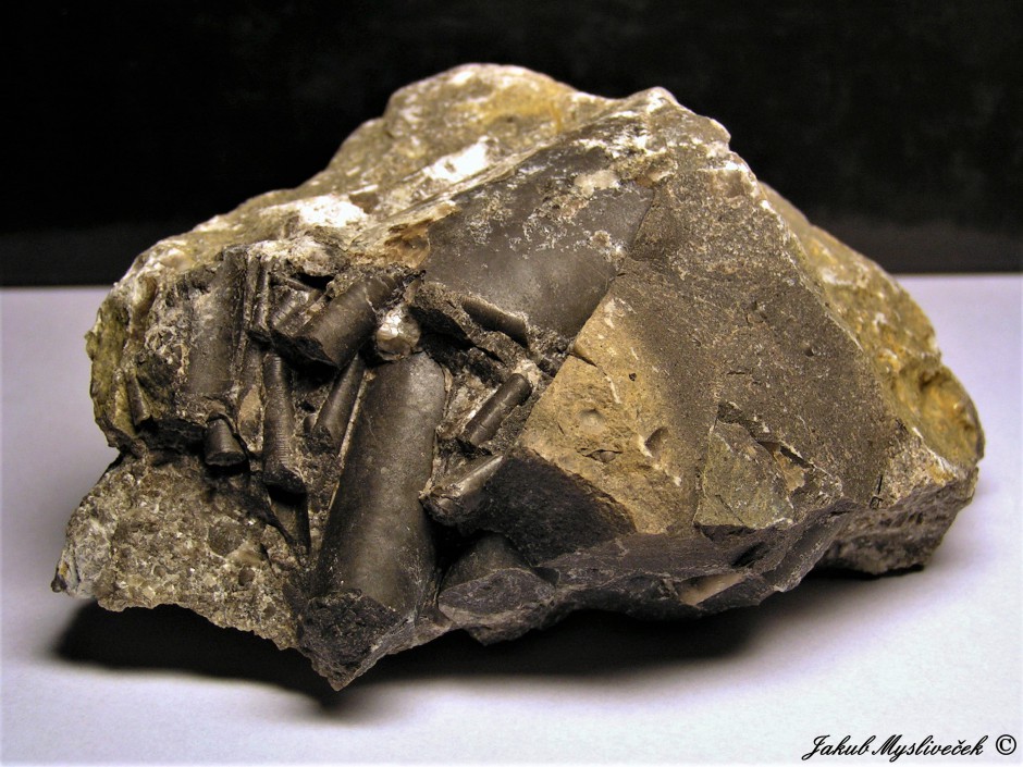 Lom Mušlovka - fosilní hlavonožci ve vápenci - foto Jakub Mysliveček