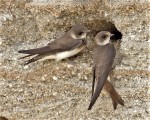 Pískovna Běleč u Karlštejna - břehule říční - foto Luboš Mráz, www.naturfoto.cz