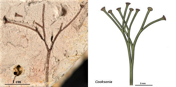 lom Kosov - fosílie rostliny cooksonia a její rekonstrukce - www.tumbral.com/tag/cooksonia
