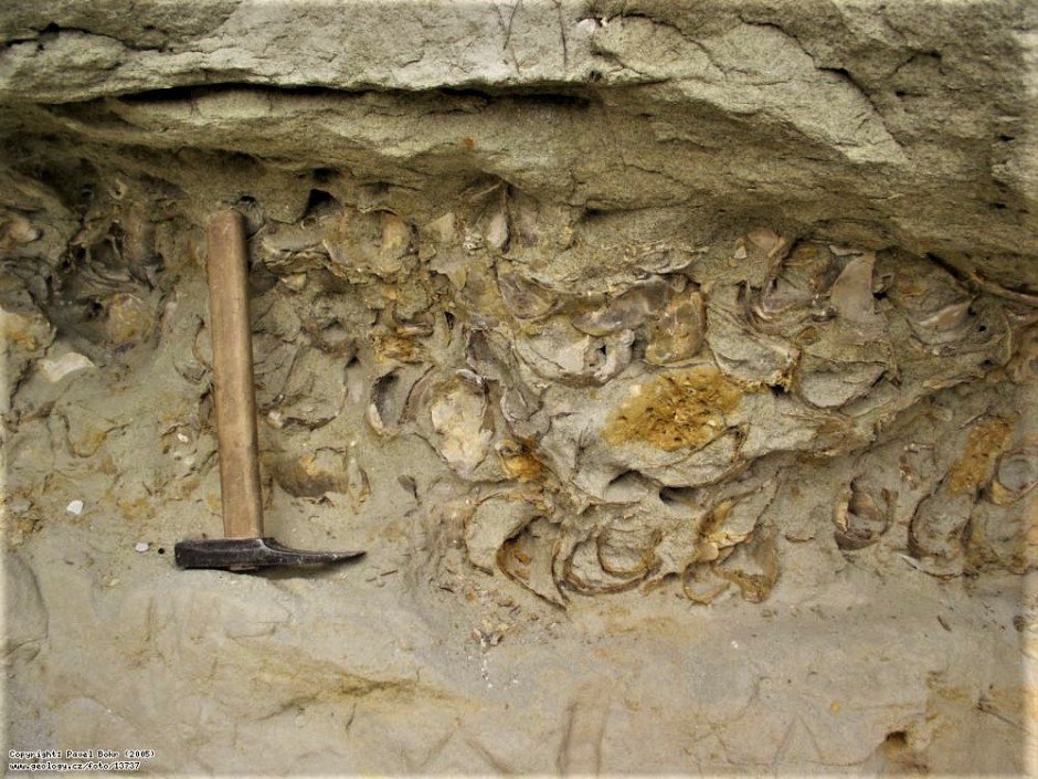 Lom Červené Pečky - vrstvy druhohorních pískovců a slínovců - vrstva lastur - detail - www.geology.cz/foto/13737