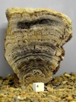 Řez fosilním stromatolitem